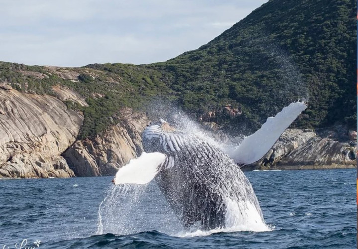 Albany Whale Tours 2