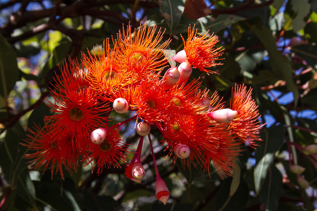 wildflowers red flowering gum by robert horler